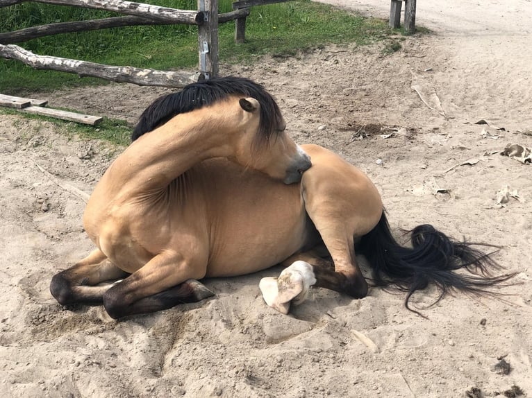 Galés B Caballo castrado 9 años 133 cm Buckskin/Bayo in Dietikon