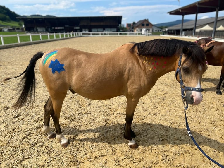 Galés B Caballo castrado 9 años 133 cm Buckskin/Bayo in Dietikon