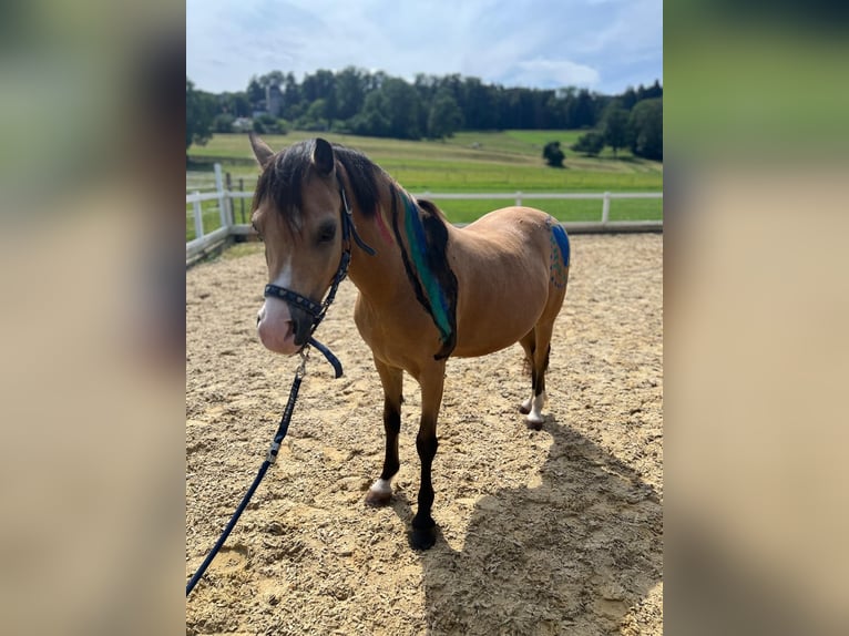 Galés B Caballo castrado 9 años 133 cm Buckskin/Bayo in Dietikon