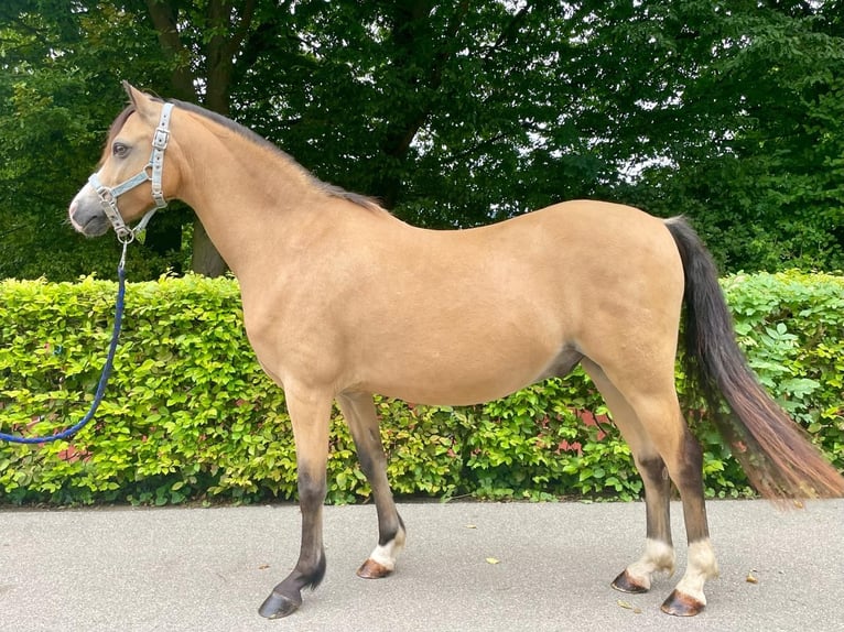 Galés B Caballo castrado 9 años 133 cm Buckskin/Bayo in Dietikon