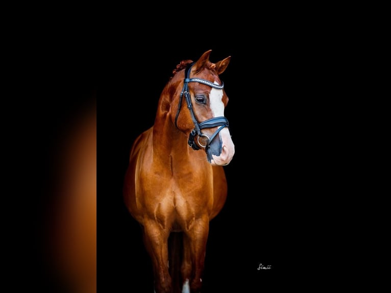 Galés B Caballo castrado 9 años 134 cm Alazán in Heinsberg