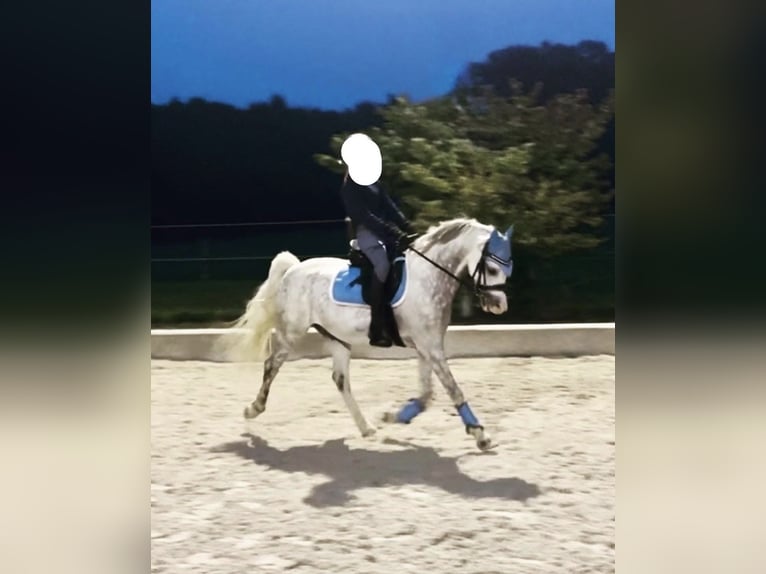Galés B Caballo castrado 9 años 134 cm Tordo rodado in München