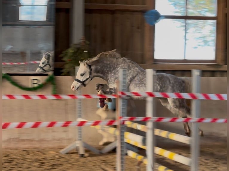 Galés B Caballo castrado 9 años 134 cm Tordo rodado in München