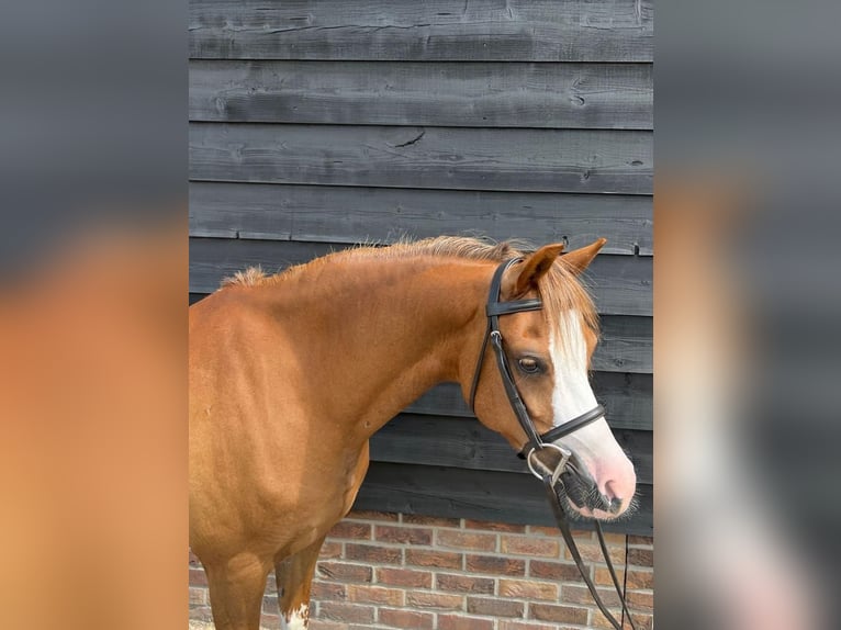 Galés B Caballo castrado 9 años 135 cm Alazán-tostado in Sibculo