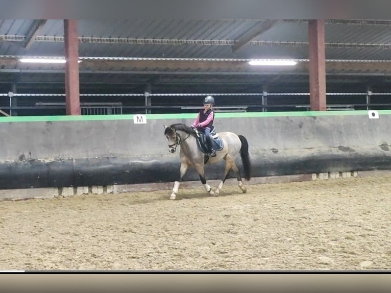 Galés B Caballo castrado 9 años 136 cm Bayo in Trier