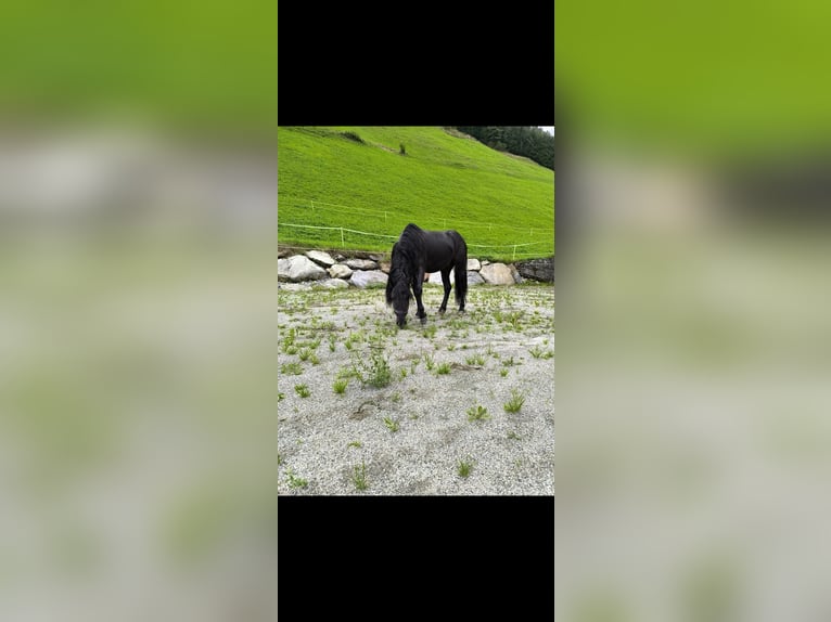 Galés B Caballo castrado 9 años 137 cm Negro in Gries im Sellrain