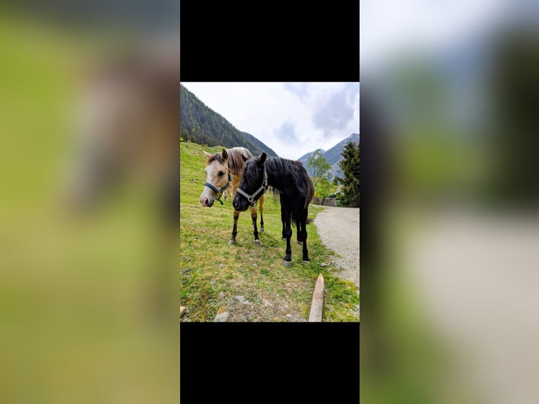 Galés B Caballo castrado 9 años 137 cm Negro in Gries im Sellrain