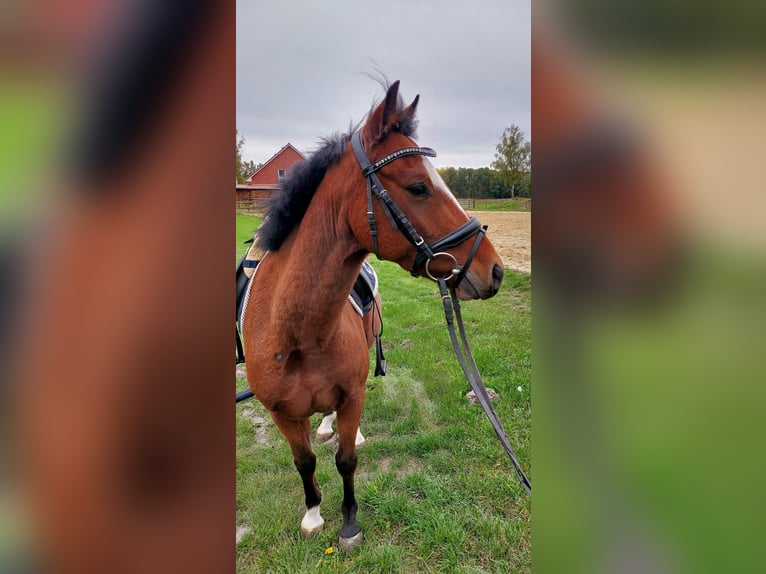 Galés B Mestizo Caballo castrado 9 años 138 cm Castaño in Gifhorn