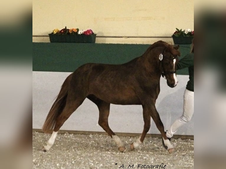 Galés B Semental 11 años 137 cm Alazán in Erpolzheim