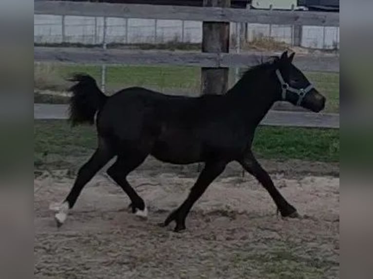 Galés B Mestizo Semental 1 año 115 cm Morcillo in Florianów