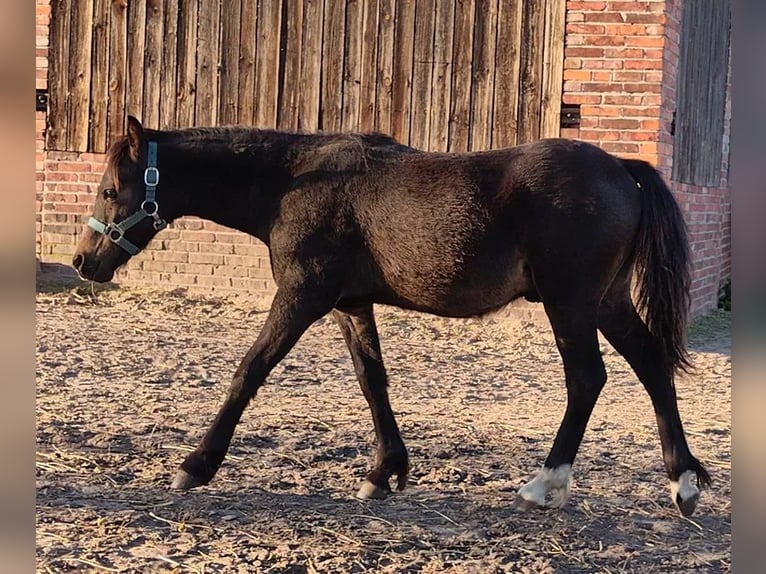 Galés B Mestizo Semental 1 año 115 cm Morcillo in Florianów