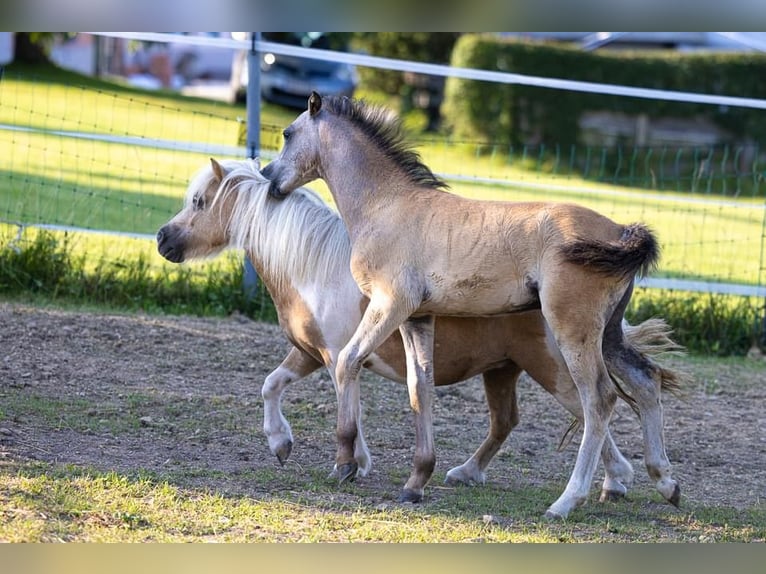 Galés B Semental 1 año 130 cm Musgo in Nussdorf