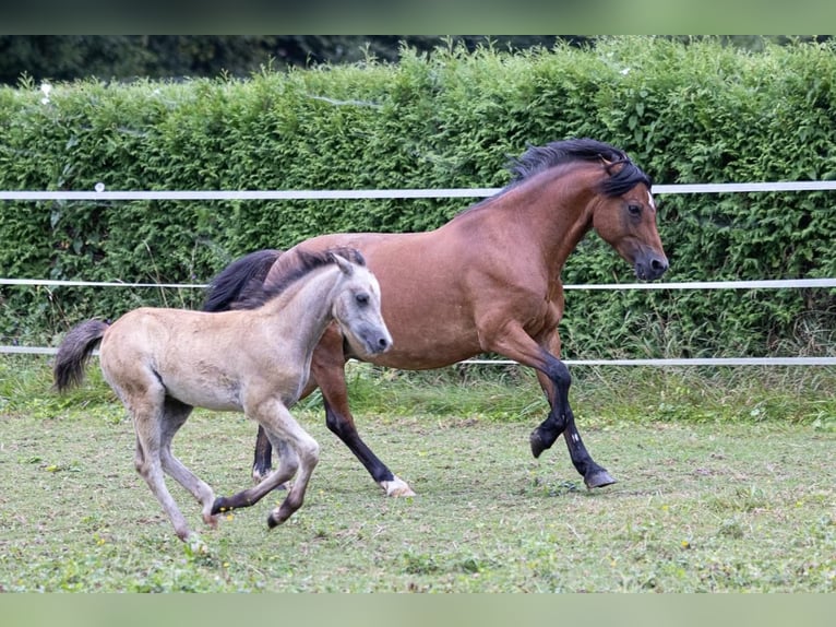 Galés B Semental 1 año 130 cm Musgo in Nussdorf