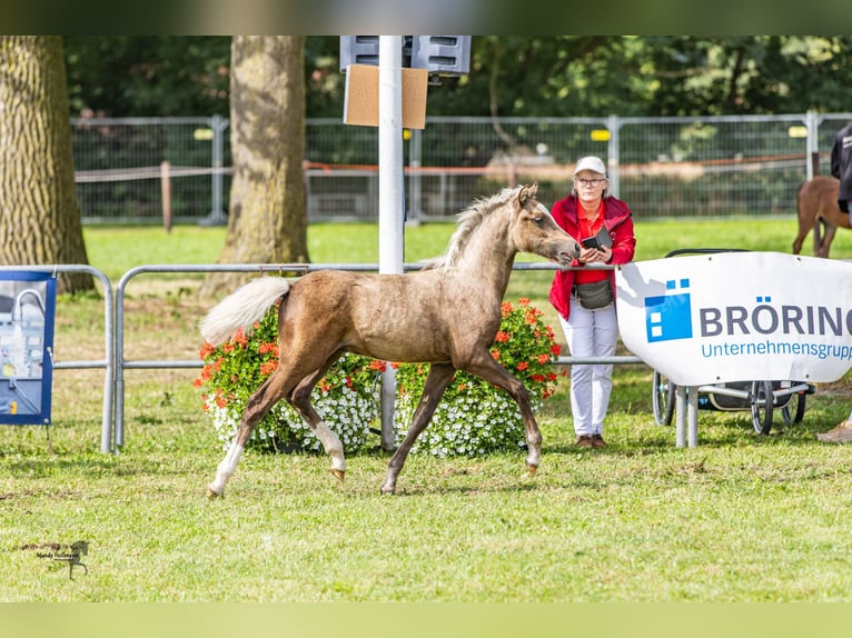 Galés B Semental 1 año 134 cm Palomino in Wangerland Hohenkirchen