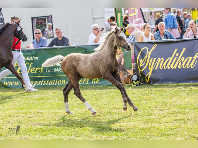 Galés B Semental 1 año 134 cm Palomino in Wangerland Hohenkirchen