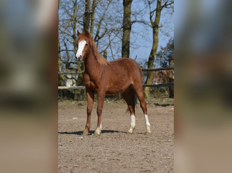 Galés B Semental 1 año 137 cm Palomino in Rennertshofen