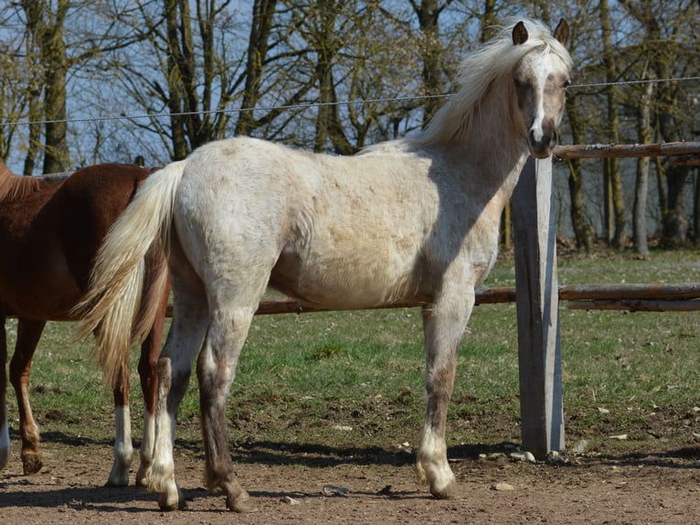 Galés B Semental 1 año 137 cm Palomino in Rennertshofen