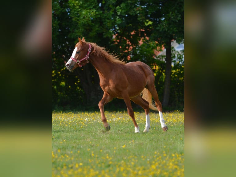 Galés B Semental 1 año 137 cm Palomino in Rennertshofen