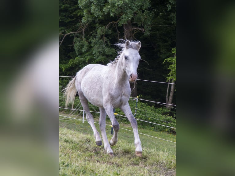 Galés B Semental 1 año Tordo in Wörth an der Donau