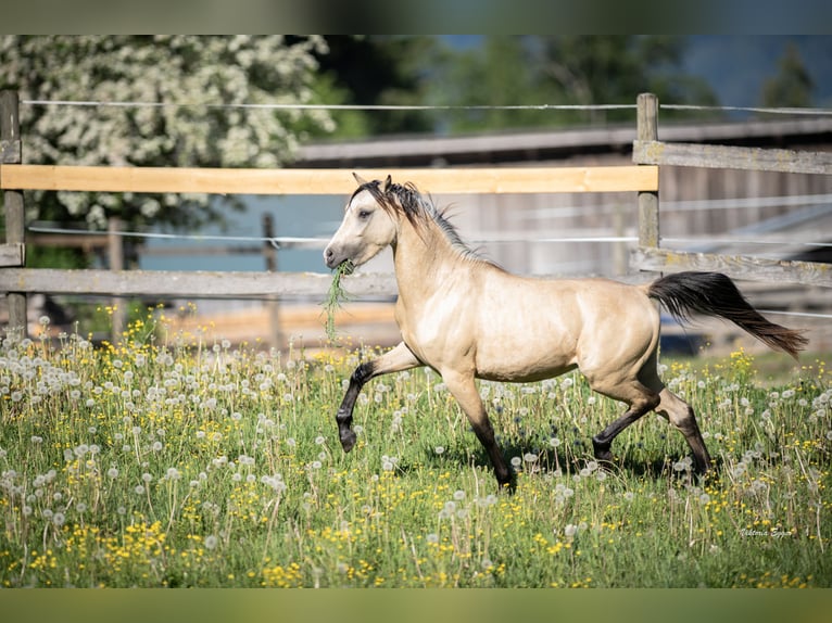 Galés B Semental 2 años 133 cm Bayo in Scheffau am Wilden Kaiser