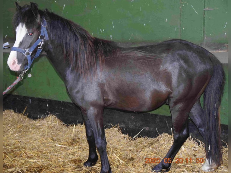Galés B Semental 2 años Negro in Herzberg