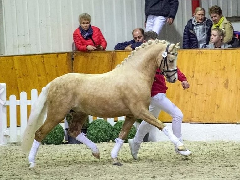 Galés B Semental 3 años 125 cm Perlino in Heimsen