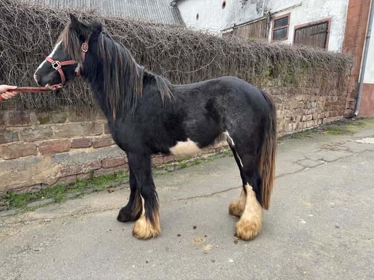 Galés B Semental 3 años 130 cm Negro in Kleinbundenbach