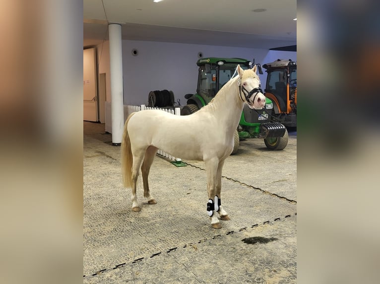 Galés B Semental 4 años 130 cm Cremello in Christinenthal