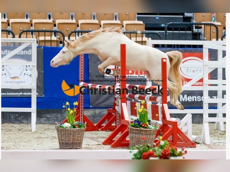 Galés B Semental 4 años 130 cm Cremello in Christinenthal