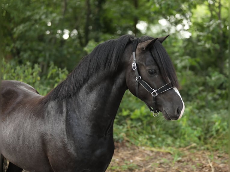 Galés B Mestizo Semental 4 años 130 cm Negro in Aalten