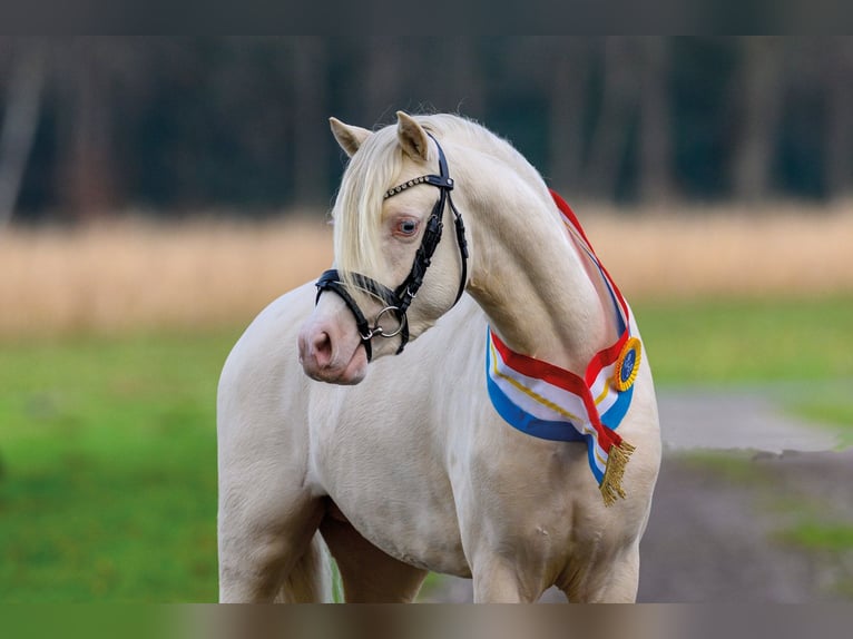 Galés B Semental 4 años 134 cm Cremello in Badbergen