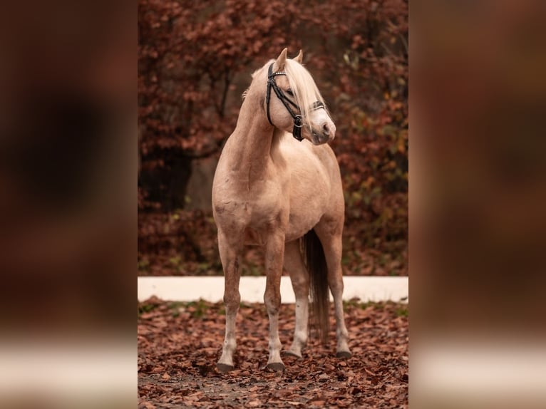 Galés B Semental 5 años 129 cm Palomino in Neumünster
