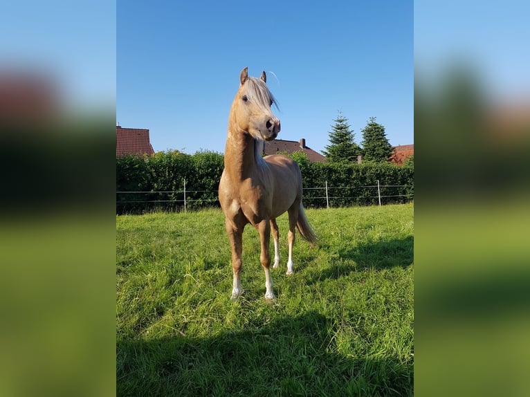 Galés B Semental 6 años 126 cm Palomino in Wangerland Hohenkirchen