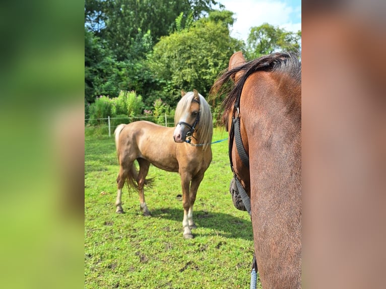 Galés B Semental 6 años 126 cm Palomino in Wangerland Hohenkirchen