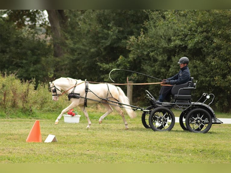 Galés B Semental Potro (05/2025) 135 cm Palomino in Petershagen