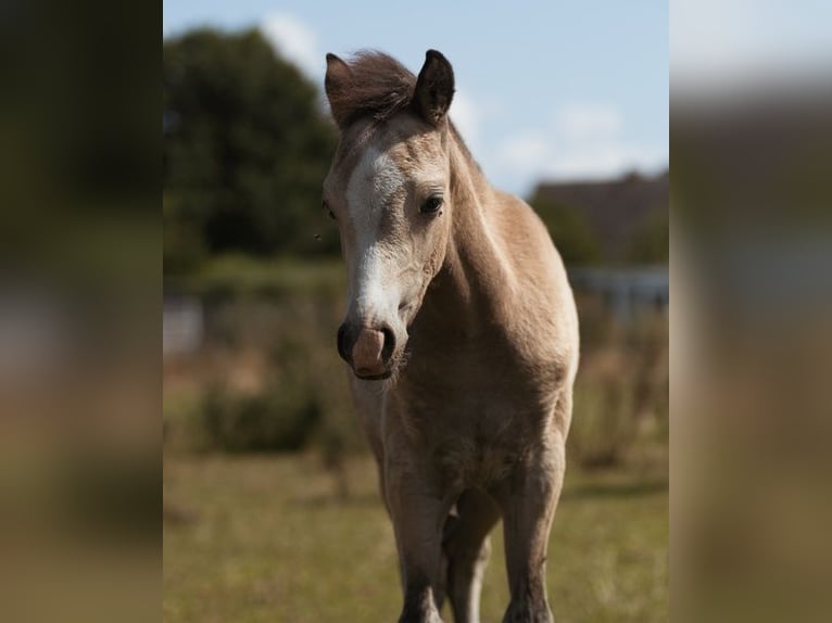 Galés B Semental Potro (05/2026) Buckskin/Bayo in Spornitz