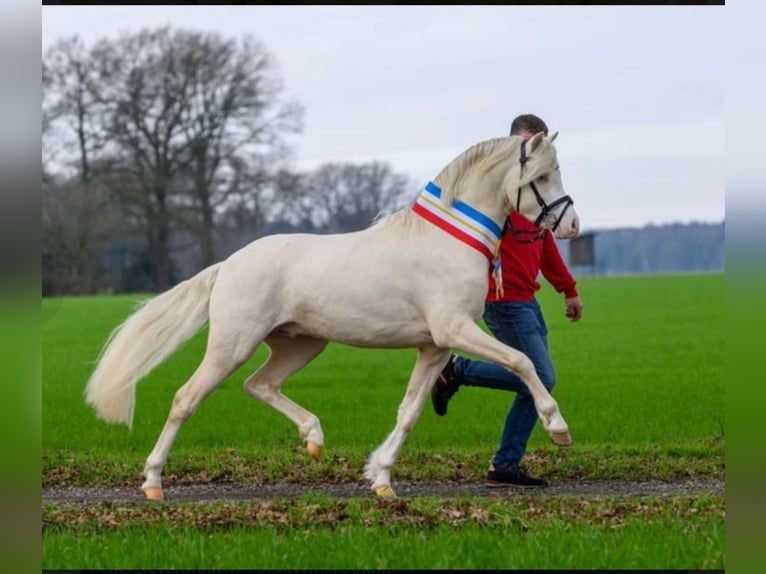 Galés B Semental Potro (06/2025) Palomino in Friesoythe
