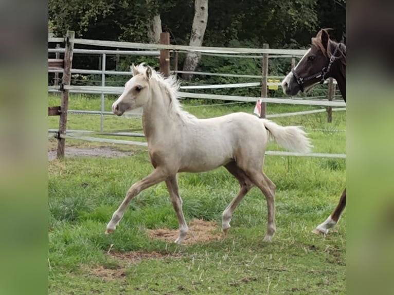 Galés B Semental Potro (06/2025) Palomino in Friesoythe