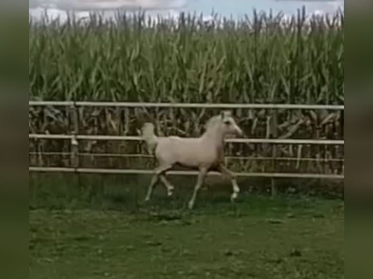 Galés B Semental Potro (06/2025) Palomino in Friesoythe