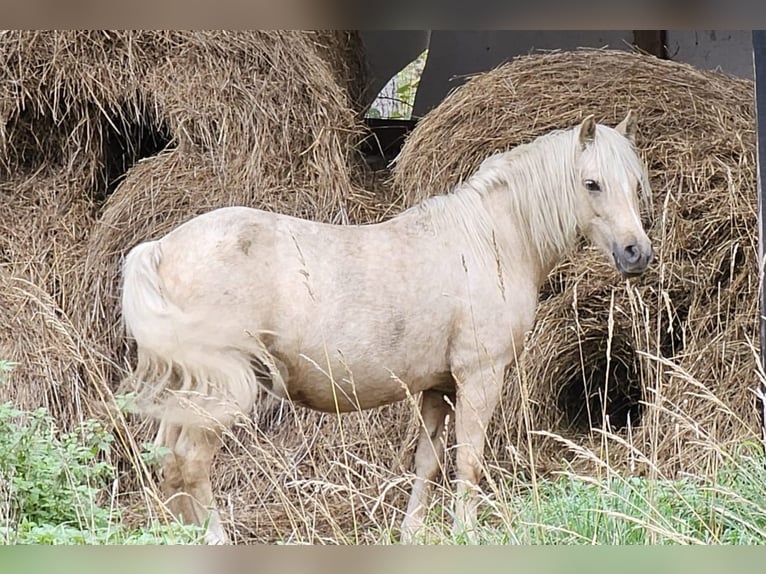 Galés B Mestizo Yegua 10 años 125 cm Palomino in Āņi