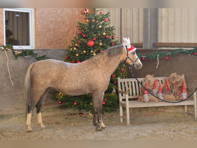 Galés B Yegua 10 años 134 cm Palomino in Geilenkirchen
