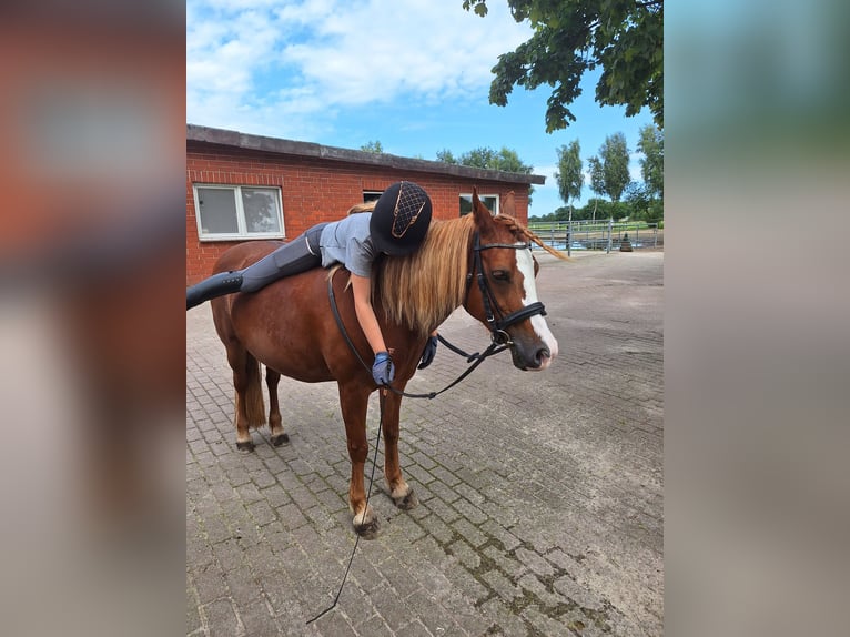 Galés B Mestizo Yegua 10 años 140 cm Alazán in Bremen