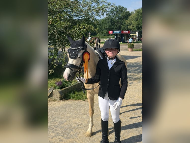 Galés B Yegua 11 años 131 cm Palomino in Bad Driburg