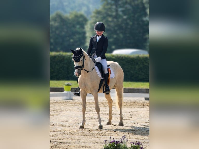 Galés B Yegua 11 años 131 cm Palomino in Bad Driburg