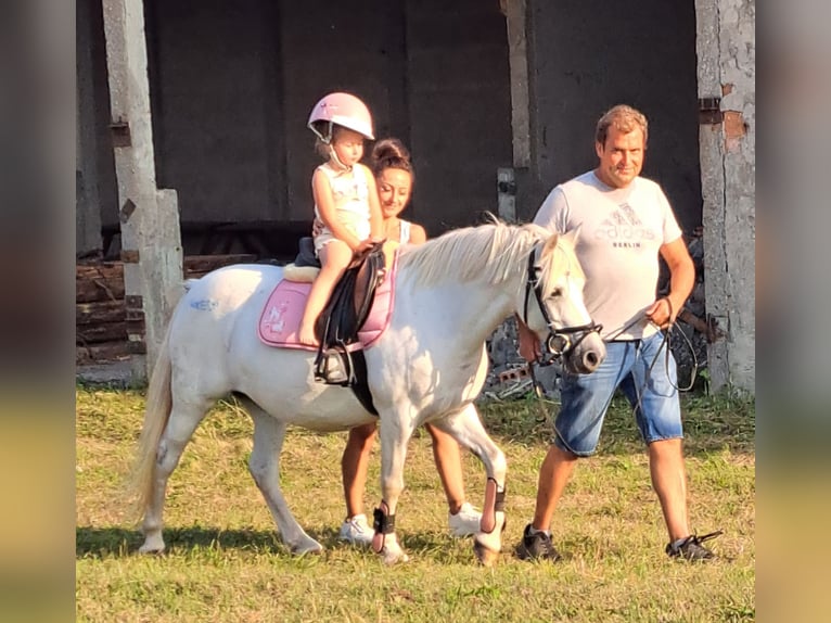 Galés B Mestizo Yegua 11 años 132 cm Tordo in Forst