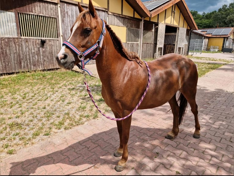 Galés B Yegua 11 años 133 cm Alazán in Heddesheim