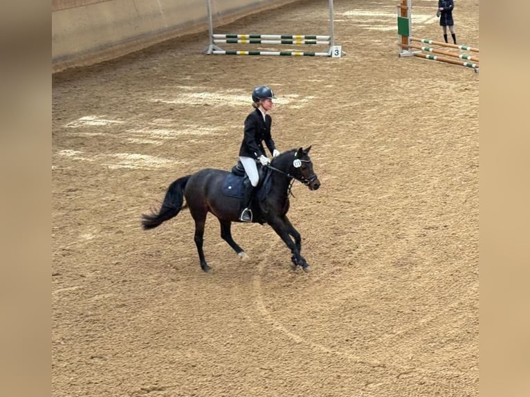 Galés B Yegua 11 años 133 cm Castaño in Gr&#xE4;felfing