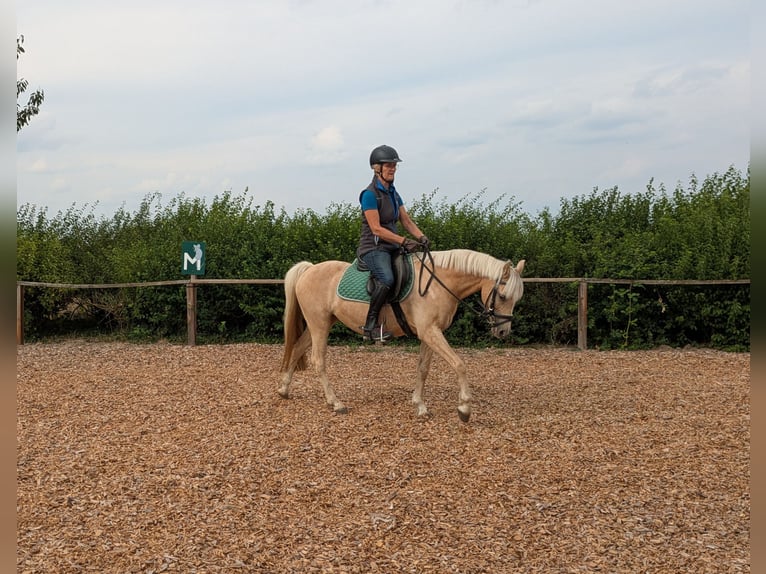 Galés B Yegua 12 años 133 cm Palomino in Pattensen