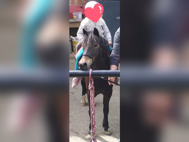 Galés B Mestizo Yegua 13 años 120 cm Morcillo in Unterpurkla