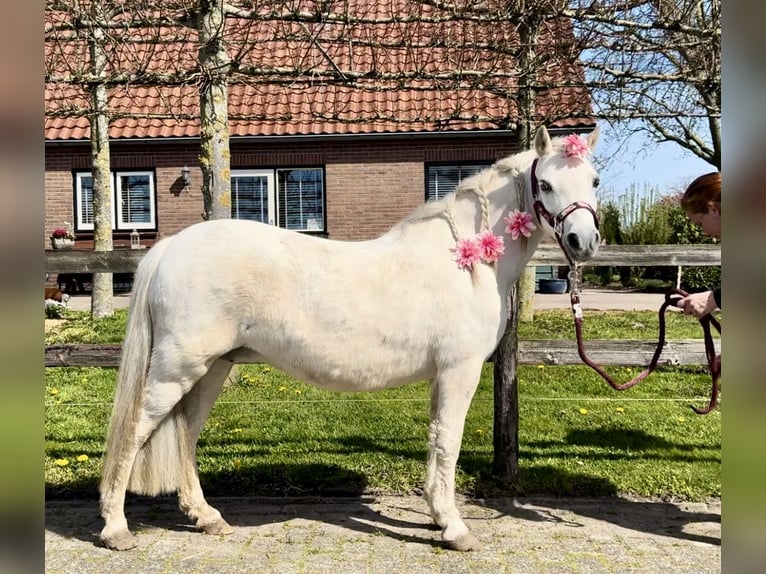 Galés B Yegua 13 años 120 cm Tordo in Barneveld
